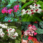 2 Bleeding Heart Live Plants, 5-9 Inches, Clerodendrum Bleeding Heart Vine, Bell Shaped Flowers Well Rooted (Mixed)