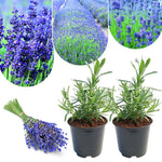2 Lavender Plants Live Indoor, Lavandula Trees Live Plants for Planting, Fragrant Flowers Perennial, 4-6" Height Plugs (Hidcote Blue Lavender Plants)