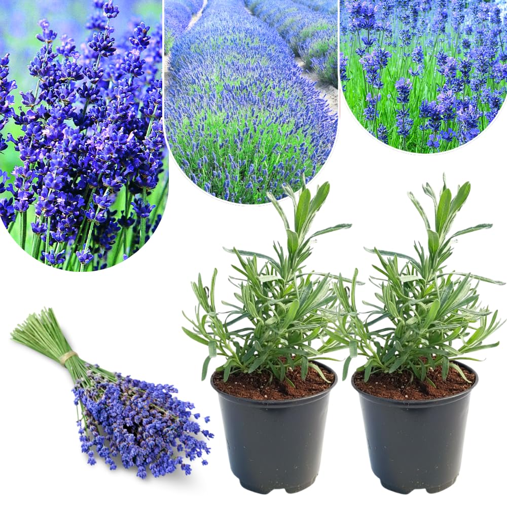 2 Lavender Plants Live Indoor, Lavandula Trees Live Plants for Planting, Fragrant Flowers Perennial, 4-6" Height Plugs (Hidcote Blue Lavender Plants)
