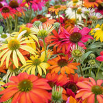 Echinacea Plant Live, Assorted Coneflower Plant Live Indoor, 4 Inc Potted, Echinacea Flower Plants Gardening Indoor Planting Outdoor