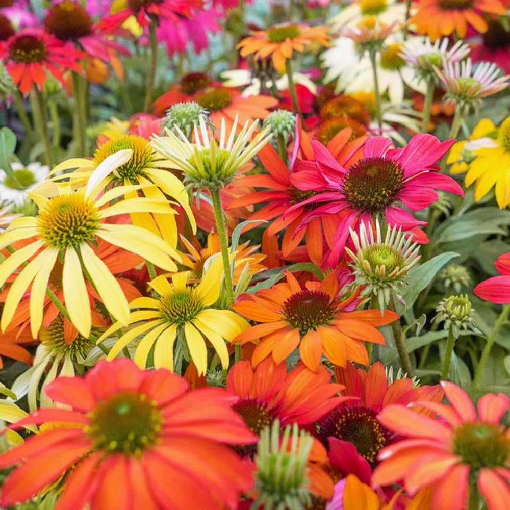 Echinacea Plant Live, Assorted Coneflower Plant Live Indoor, 4 Inc Potted, Echinacea Flower Plants Gardening Indoor Planting Outdoor