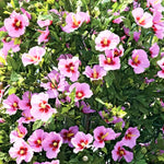 Pink Rose of Sharon Plant, Hardy Hibiscus Bush Shrub Well-Rooted 7-13" Tall Althea Shrub with Summer Blooms for Outdoor Landscape