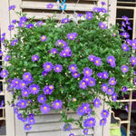2 Aster Plants Live, Asters Perennial Live Plants, 5 to 7 Inc Tall, Flower Plant for Gardening (Purple)