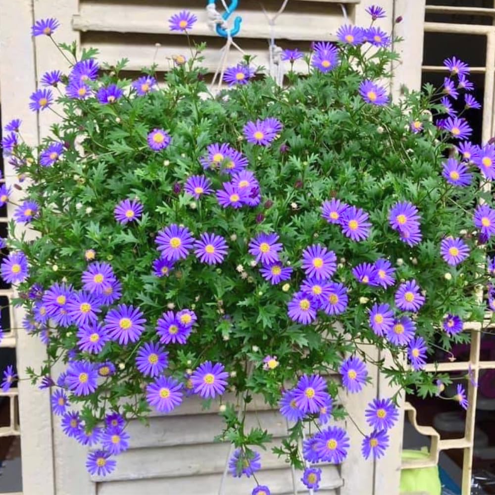 2 Aster Plants Live, Asters Perennial Live Plants, 5 to 7 Inc Tall, Flower Plant for Gardening (Purple)