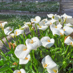 Pack 3 White Calla Lily Bulbs - Calla Lily Flowering Bulbs for Garden and Containers, Easy to Grow Summer Blooms