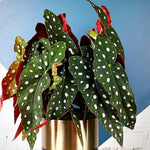 Set 2 Begonia Live Plants, Rare Begonia Plants for Trailing, Ornamental Hanging Basket 5"-9" in Tall (Polka Dot Maculata Angel Wing)