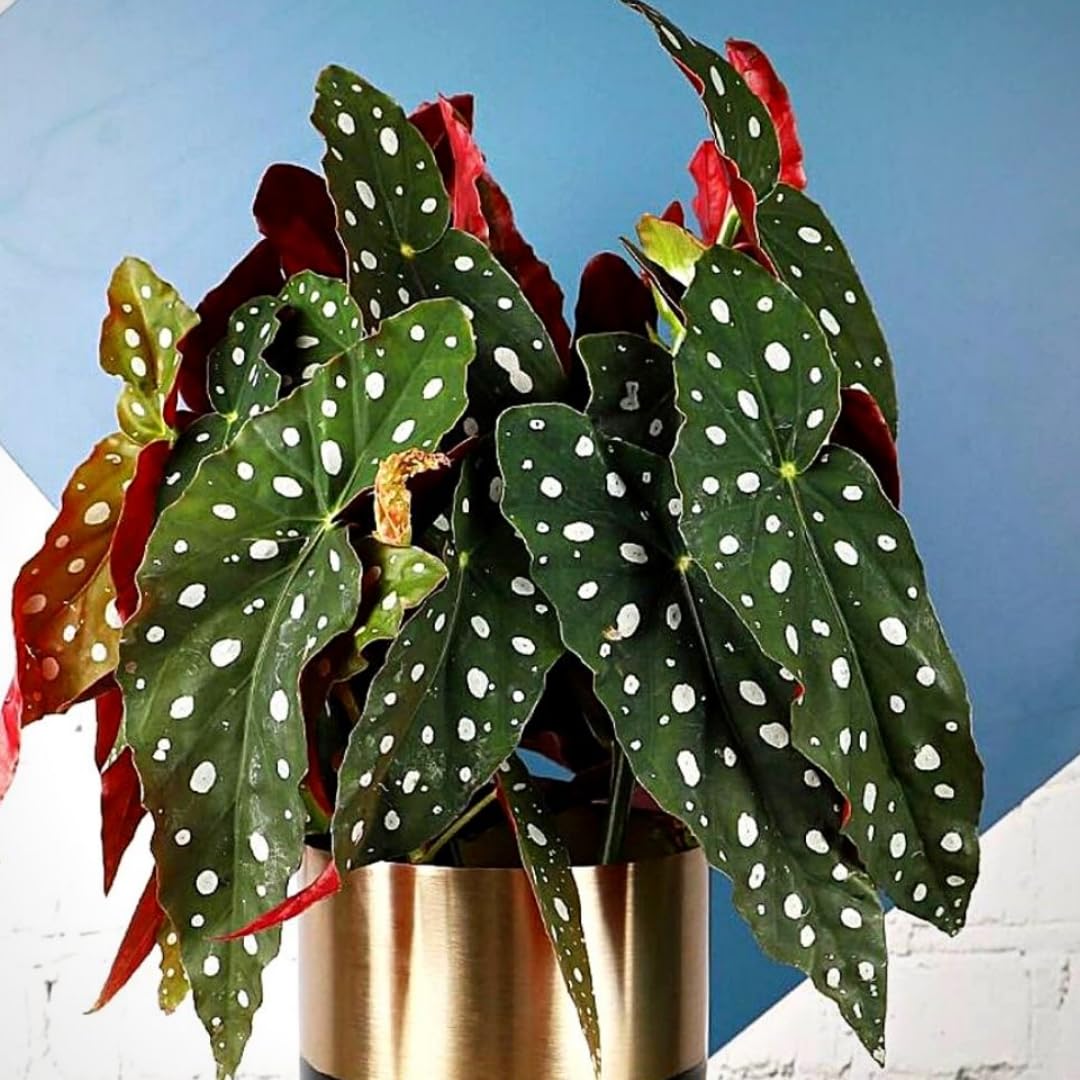 Set 2 Begonia Live Plants, Rare Begonia Plants for Trailing, Ornamental Hanging Basket 5"-9" in Tall (Polka Dot Maculata Angel Wing)