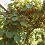 Kiwi Vine Live Plant, Hardy Kiwi Live Plants, 6-8 Inches Tall, Fruit Vine Starters for Easy Garden Growing