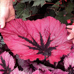 Exotic Red Begonia Plants Live, Rare Begonias Indoor Growing, Hanging Basket, Starter 5 to 9 Inc Tall