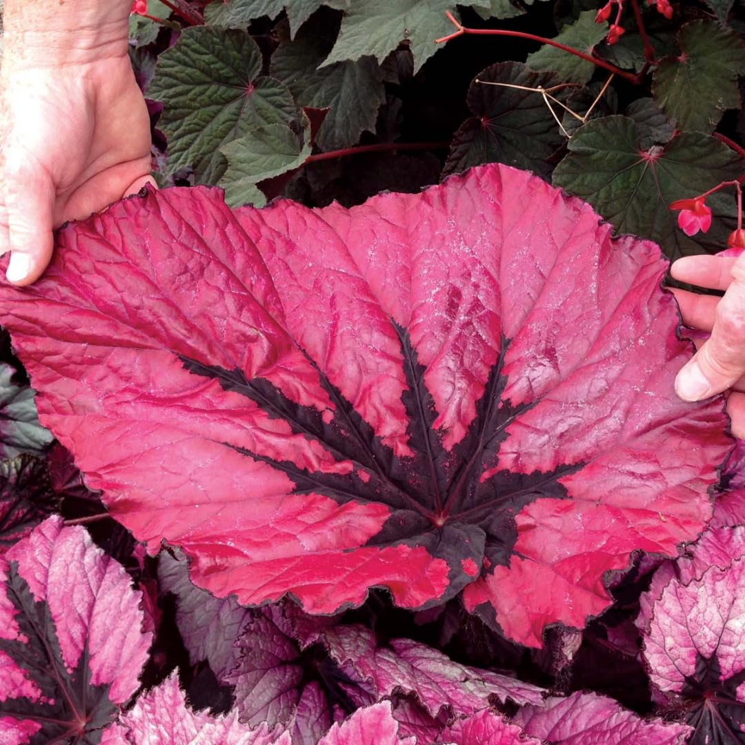 Exotic Red Begonia Plants Live, Rare Begonias Indoor Growing, Hanging Basket, Starter 5 to 9 Inc Tall