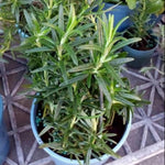 2 Rosemary Plants Live, 4 to 7 Inc in Height, Rosemary Plant Pot 4 Inc, Live Rosemary Plant Indoor Outdoor