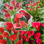 Pack 3 Red Calla Lily Bulbs - Calla Lily Flowering Bulbs for Garden and Containers, Easy to Grow Summer Blooms