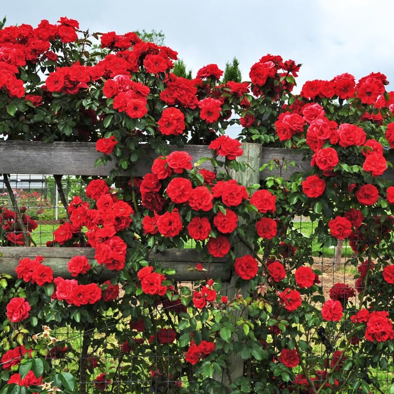 2 Red Rose Bushes Live Starter Plants, Fragrant Red Climbing Rose for Planting Outdoor, No Pot, 1 Year Old Rose Plant, Well-Rooted Rose Plants Live Ready to Plant