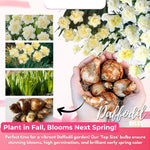 20 Daffodil Bulbs for Fall Planting, Spring-Blooming Narcissus Bulbs, Bulk Top Size Bulbs for Gardens, Borders and Flowerbeds Planting (Double Daffodil Bulbs)