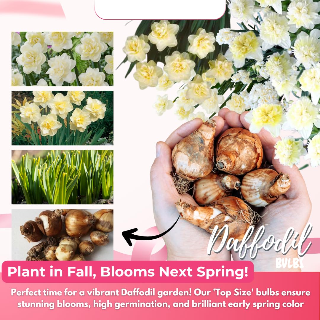 20 Daffodil Bulbs for Fall Planting, Spring-Blooming Narcissus Bulbs, Bulk Top Size Bulbs for Gardens, Borders and Flowerbeds Planting (Double Daffodil Bulbs)
