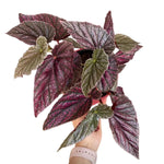 Pink Polka Dot Maculata Angel Wing Begonia Plants Live, Rare Begonias Indoor Growing, Hanging Basket, Starter 5 to 9 Inc Tall