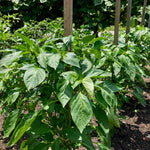 Set 4 Super Hot Peppers Live Plants, 90 Days Old Hot Pepper Chili Plant for Spring Planting, Assorted Color (Green Trident Pepper)