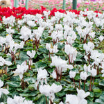 White Cyclamen Plant Live, Flowering Houseplant, 4" Pot