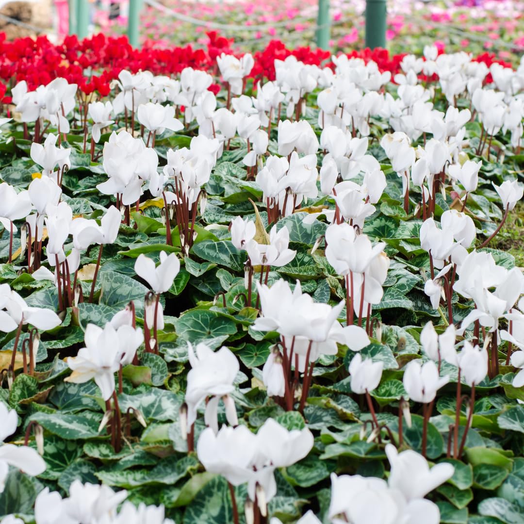 White Cyclamen Plant Live, Flowering Houseplant, 4" Pot