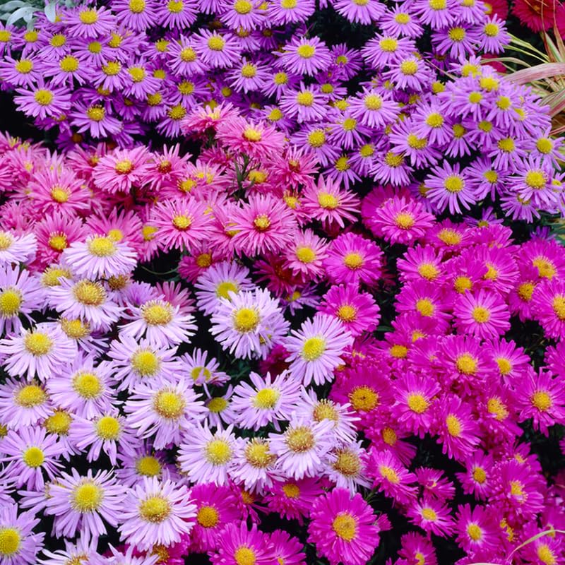Set 2 Hardy Aster Plants Live, Perennial Aster Flowers for Planting Outdoor, Container, Garden 4-8 Inches - Assorted Blooms