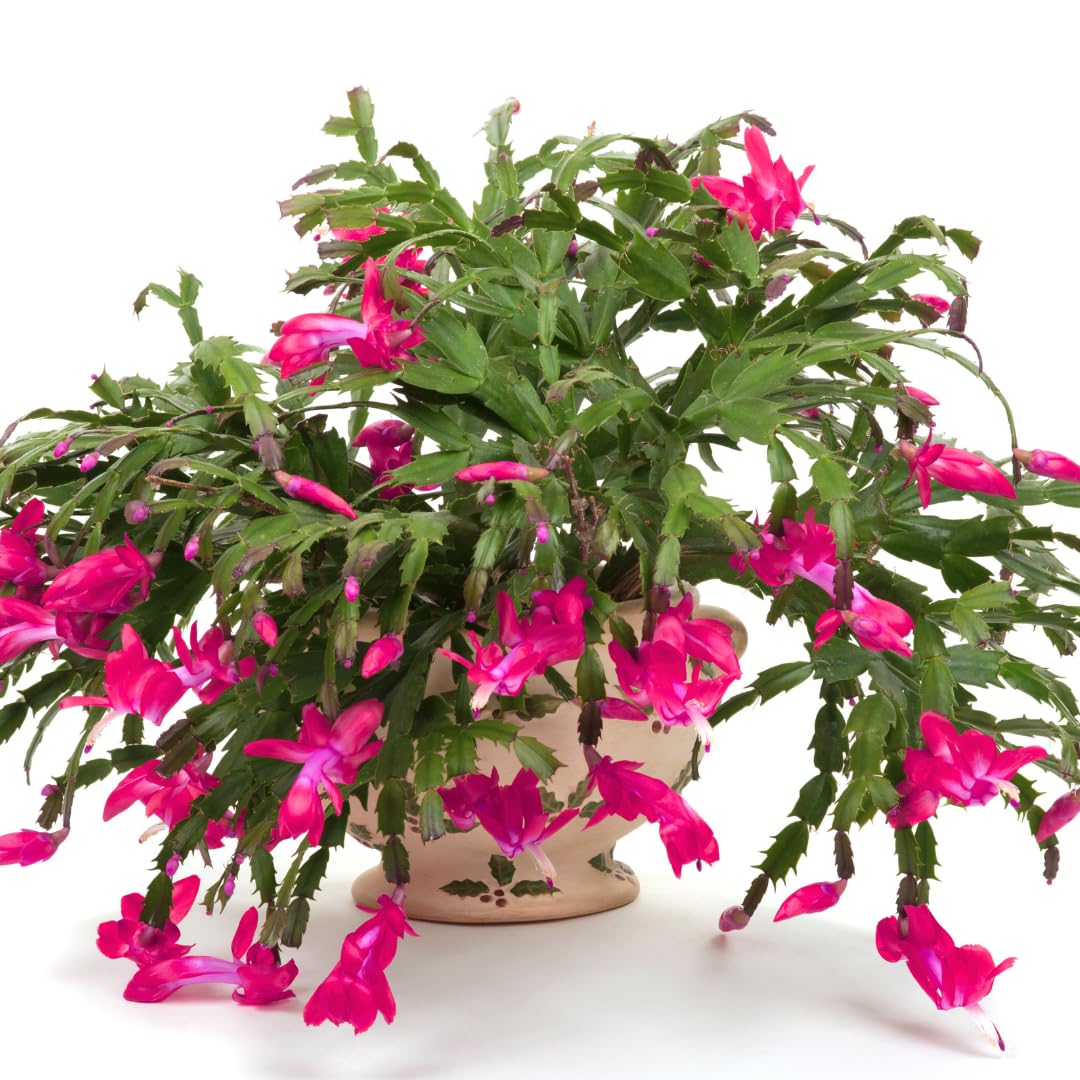 True Thanksgiving Cactus Plant Live in 4" Pot, Ready to Bloom, Holiday Christmas Cactus Plants Live, Vibrant Blooms (Pink)