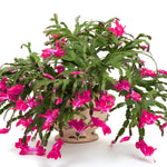 02 Pink Christmas Cactus Plant Live for Indoor, Houseplant Planting, 4-8" Clumps, Well-Rooted Holiday Cactus, Winter Bloom and Hardy, No Pot