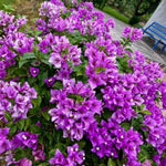 Sets 3 Climbing Bougainvillea Plants Live for Full Sun Trellis Tree, Shrub or Vine Bougainvillea Vibrant Bloom, Very Hardy, 5-9" Tall, Bright Purple