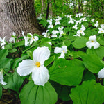 Set of 20 Mix Trillium Roots, Trillium Flower Bulbs, Yellow Red White Trillium Flower Bulbs, Trillium Bulbs, Large Roots, Ready to Plant