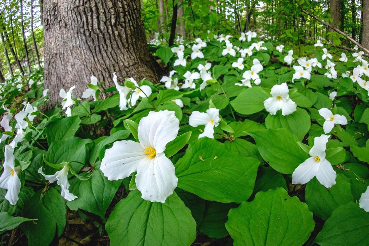 Set of 20 Mix Trillium Roots, Trillium Flower Bulbs, Yellow Red White Trillium Flower Bulbs, Trillium Bulbs, Large Roots, Ready to Plant