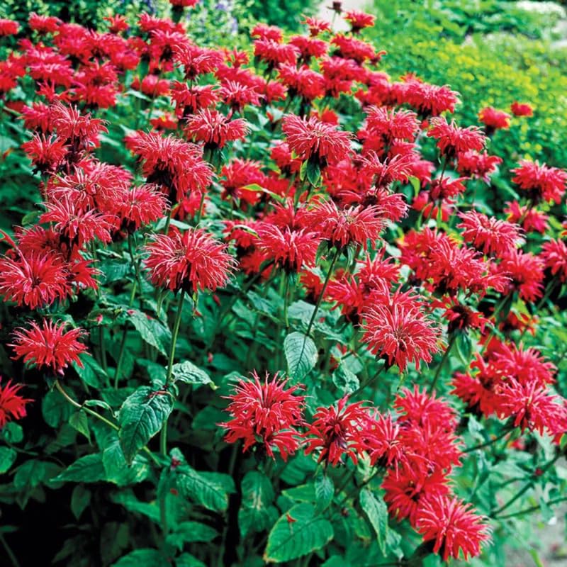 2 Red Bee Balm Plants Live, Perennial Garden Plugs 2-5" Tall, Red Flowers for Outdoor Planting