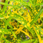 2 Gold Green Croton Plants Live, Live Croton Plant, 4 to 6 Inches Tall, Well Rooted, Croton Live Plant for Garden