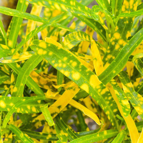2 Gold Green Croton Plants Live, Live Croton Plant, 4 to 6 Inches Tall, Well Rooted, Croton Live Plant for Garden