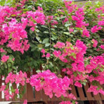2 Bougainvillea Plants Live, Bougainvillea Live Plant, 4 to 6 Inc Tall, Flower Vine Plant Garden (Pink)