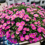 3 Asters Perennial Live Plants, Pink Aster Plants Live for Growing Outdoors, 4 to 6 Inc Tall Well Rooted