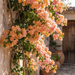 Set 2 Light Orange Bougainvillea Live Plants 4-7 Inches Tall, Vibrant Bumgainvillea Flowering Vines for Garden, Patio Containers and Indoor Growing