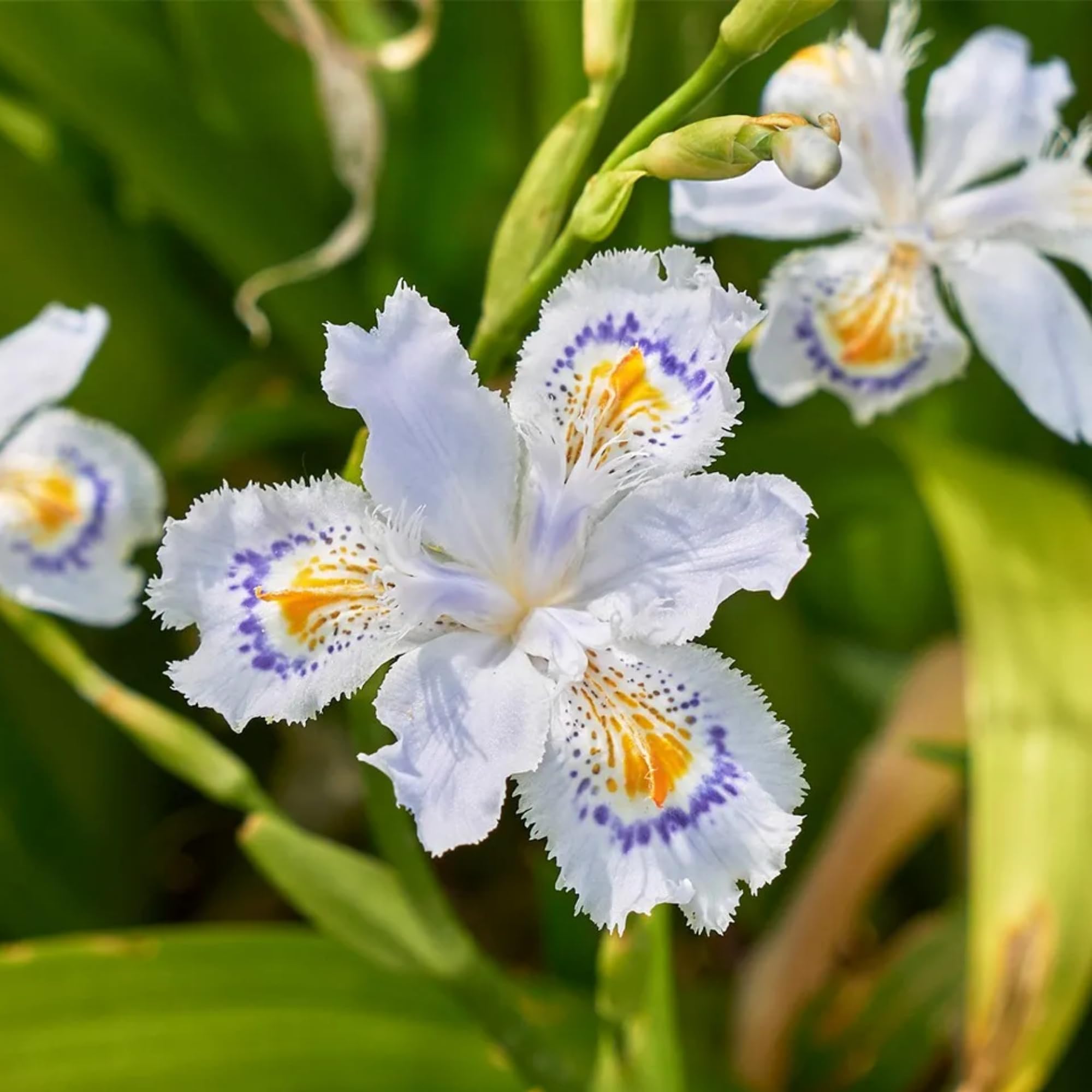 3 Walking Iris Plants, 4-6 Inch White Iris Flower Plant Roots for Outdoor Planting, Ready to Grow
