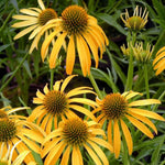 Set 3 Coneflower Echinacea Plants Rooted, 3 to 5 Inch, Perennial Flower Outdoor Garden