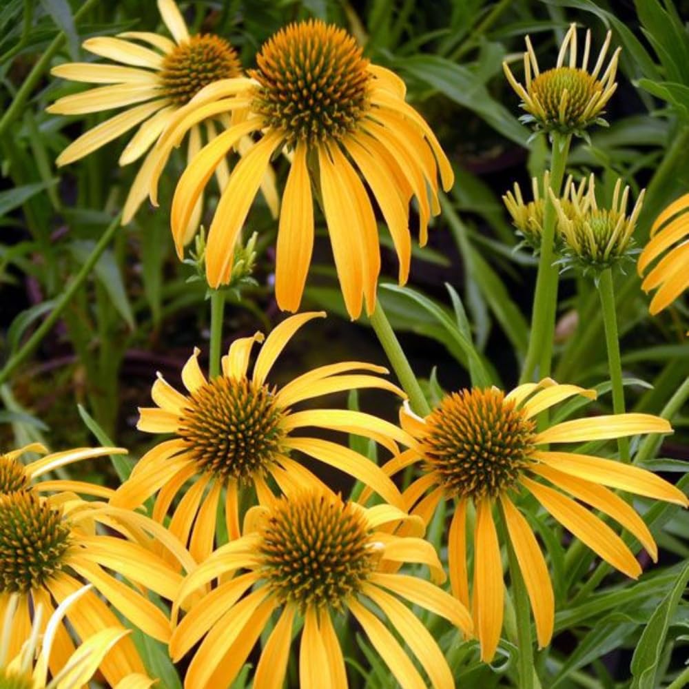 Set 3 Coneflower Echinacea Plants Rooted, 3 to 5 Inch, Perennial Flower Outdoor Garden