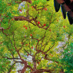 Salavatski Pomegranate Tree Live Plant, Hardy Pomegranate Fruit Tree for Outdoor Indoor Planting, Sweet Pomegranate Plant, Well-Rooted, 4 Inches Pot Plant, 7-10 Inches Tall