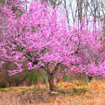 5 Seedlings Redbud Trees Live Plants Bare Roots, 12 to 24 Inc Tall, Red Bud Tree Plants Live, Purple Lavender Redbud Blooms Color, Dormant