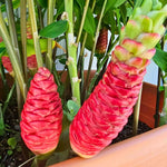 10 Awapuhi Shampoo Ginger Roots, Zingiber Zerumbet Red Pinecone Ginger Rhizomes