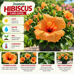 3 Hardy Hibiscus Live Plants, Flowering Shrub, Golden Orange Blooms, 4-7"