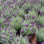 4 Hidcote Blue Lavender Plants Live for Outside Planting, Perennial Bloom, Live Lavender Plants 5–9 Inches Tall with Fragrant Flowers for Spring Growing