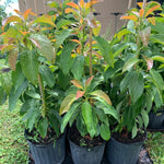 24-36 Inc Long Neck Avocado Tree Live Plant, Large Avocados Long Neck Tree Plant, Potted, Grafted Long Neck Avocado Plant Live Tree in Pot, No CA
