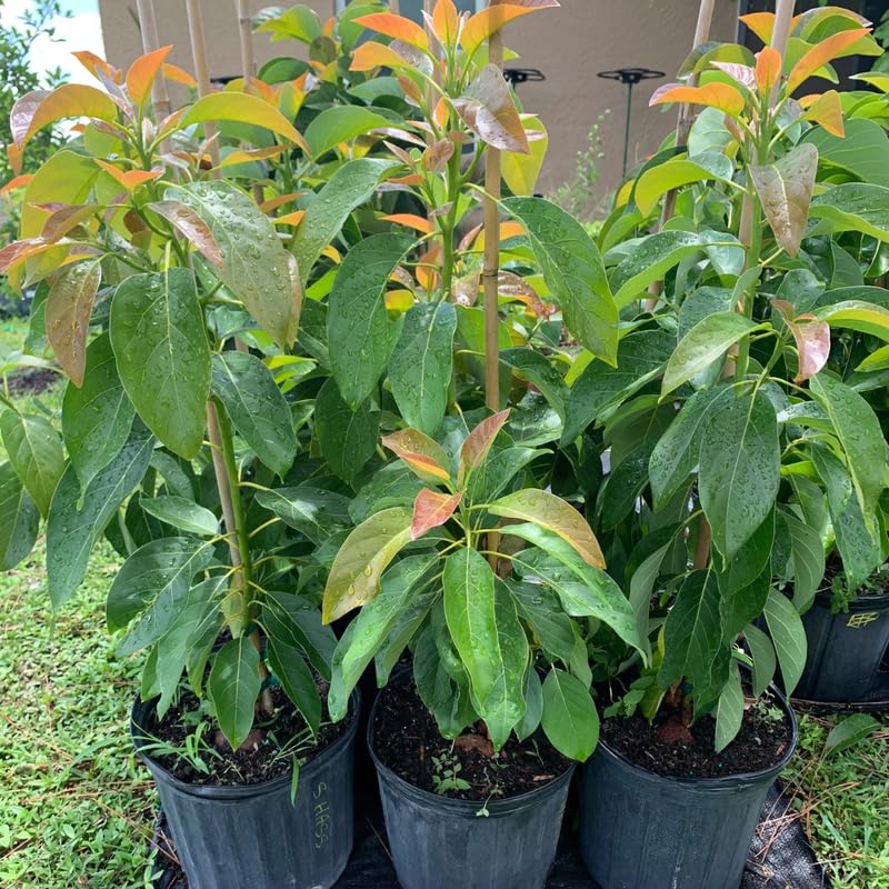 24-36 Inc Long Neck Avocado Tree Live Plant, Large Avocados Long Neck Tree Plant, Potted, Grafted Long Neck Avocado Plant Live Tree in Pot, No CA