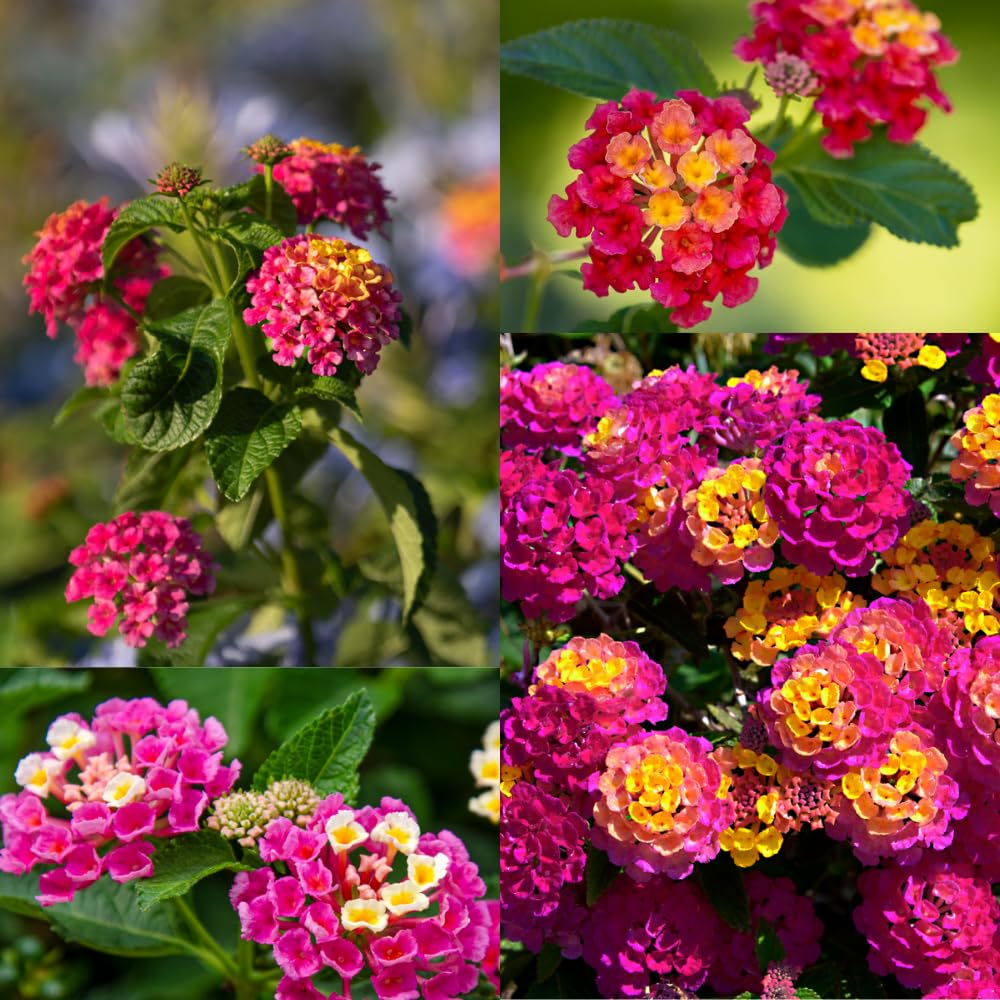 Pack 2 Lantana Live Plants for Planting, Hardy Perennial Lantana Bushes Well Rooted 4-7 Inches, Assorted Blooms (Rose Flowers)