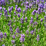 Set 4 Lavender Plants Live, Lavandula Perennial Well Rooted Plants, Fragrant Perennial 4-8" Height for Planting (Purple Lavender)