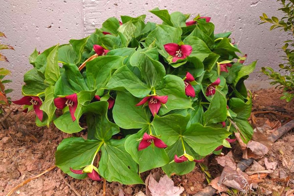 Set of 20 Mix Trillium Roots, Trillium Flower Bulbs, Yellow Red White Trillium Flower Bulbs, Trillium Bulbs, Large Roots, Ready to Plant