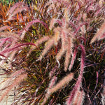 Fountain Grass Plant Live for Planting, 5-9 Inch Tall, Ornamental Grasses Live Plants Perennial (Red Purple Fountain Grass)
