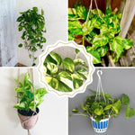Pothos Live Plant, Live Pothos Plant, 4 to 6 Inches, House Plants Live for Growing Indoor and Outdoor, 4 Inc Potted (Golden)